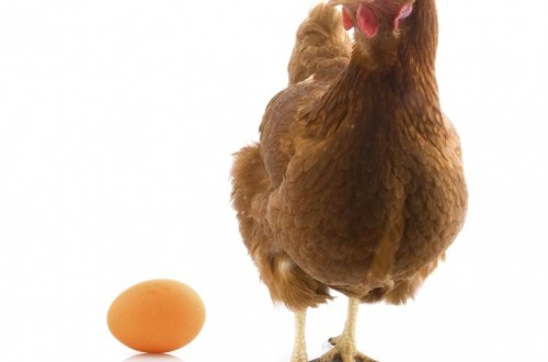 Nanta presenta un innovador producto “Ponedoras Lame” para optimizar el arranque de puesta de las gallinas ponedoras