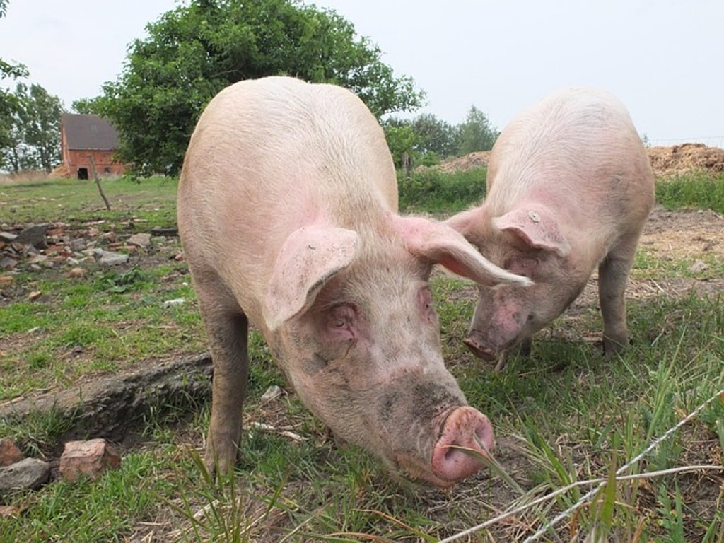 España superó a Alemania y lideró el censo de animales porcinos en la UE durante 2015