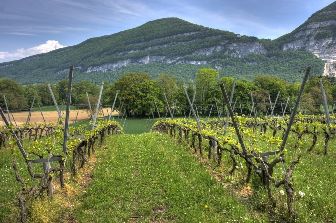 Autorización del Magrama para que el sector pueda plantar 4.173 hectáreas de nuevo viñedo este año