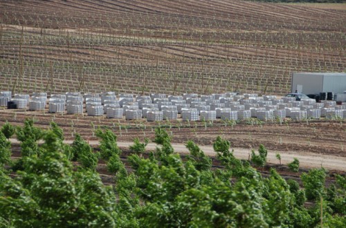 Uso de la fertirrigación para reducir el período improductivo en melocotonero