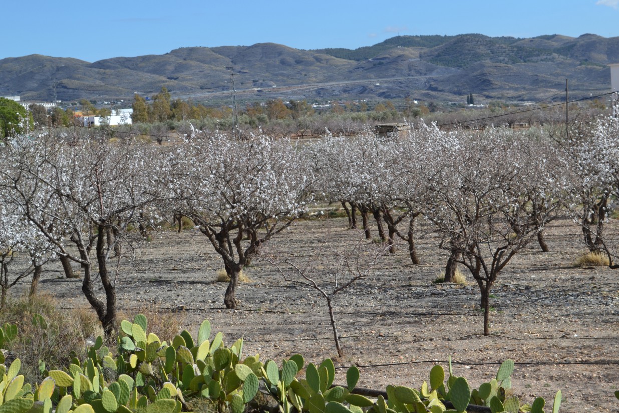 La sequía y el calor anómalo trastocan los cultivos de frutas y hortalizas