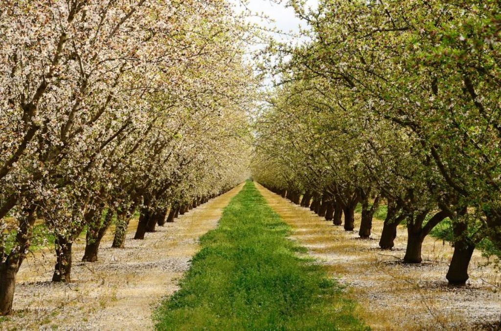 Nace Almendralia, un proyecto con más de 5M€ de inversión para la producción de almendra en España