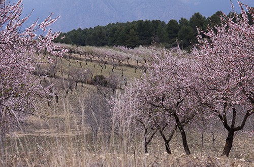 El buen tiempo está siendo muy malo para el campo español