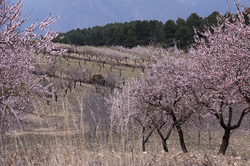 El buen tiempo está siendo muy malo para el campo español