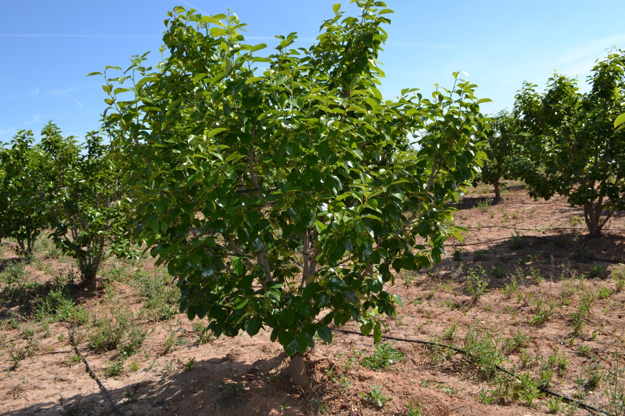 AVA-ASAJA denuncia que las fechas del seguro del caqui impiden su contratación a cientos de agrIcultores