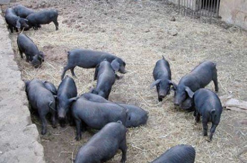 El Cerdo Negro Mallorquín: efecto del peso en el rendimiento en canal y parámetros de calidad de la carne de lechones