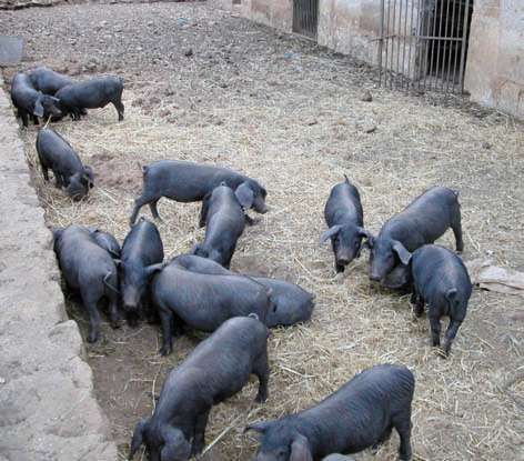 El Cerdo Negro Mallorquín: efecto del peso en el rendimiento en canal y parámetros de calidad de la carne de lechones