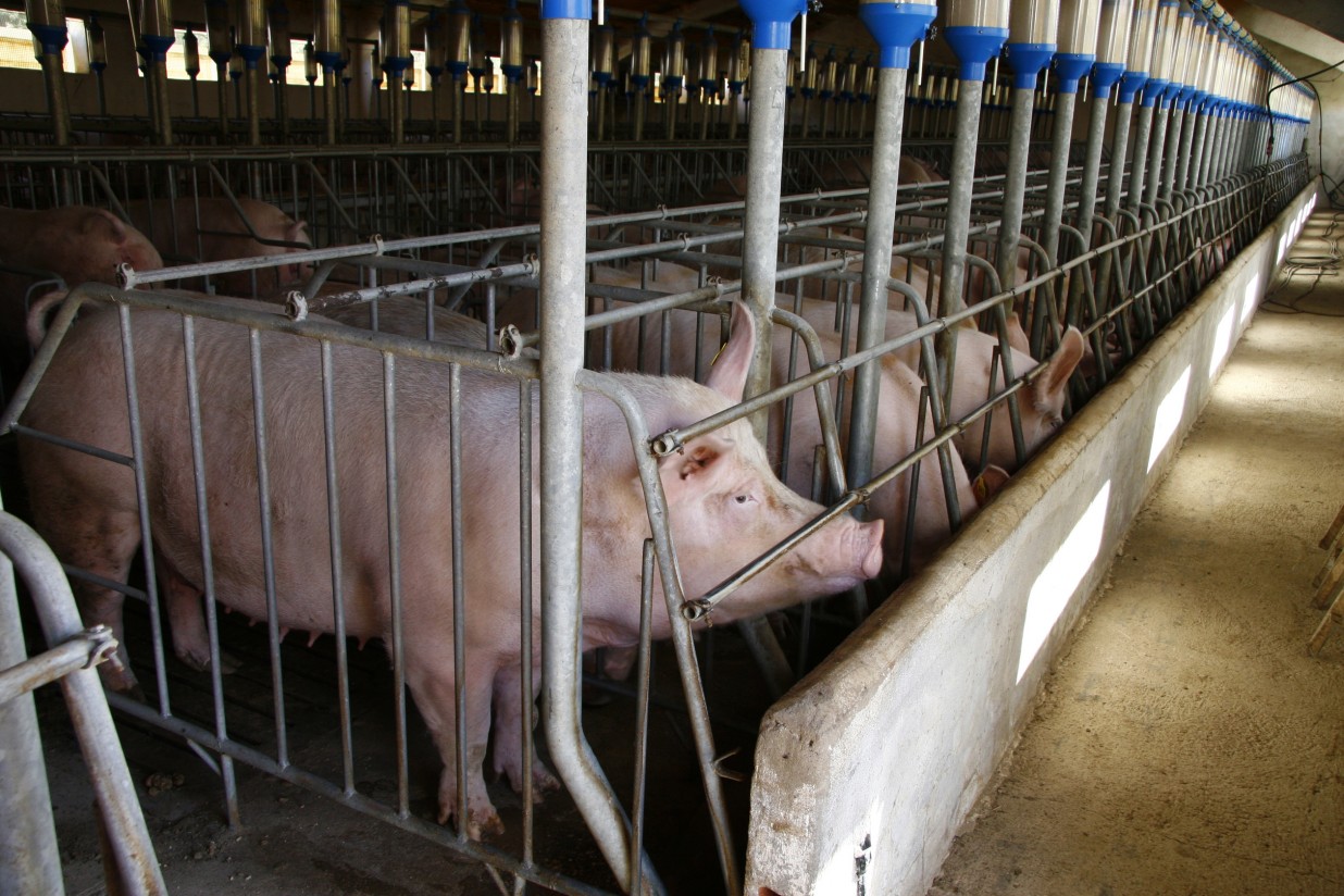 Apoyo a la Lonja de Mercolleida frente a la actitud de los mataderos de porcino