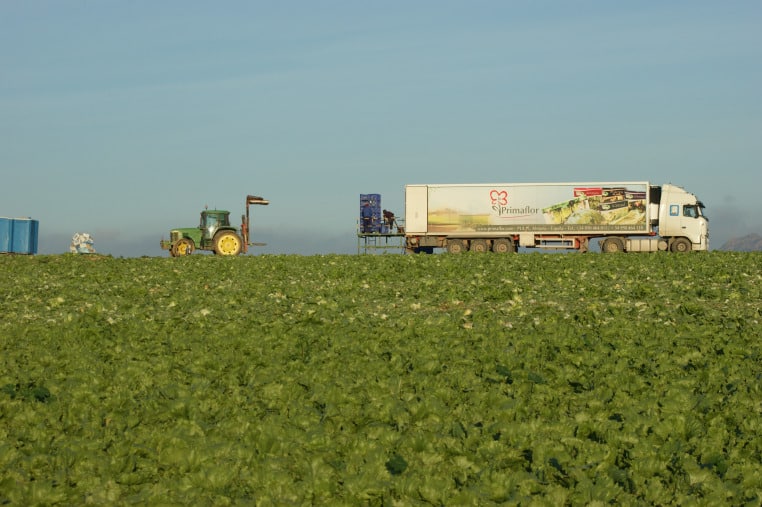 El sector prevé ahora escasez de producción de lechuga Iceberg en las próximas semanas