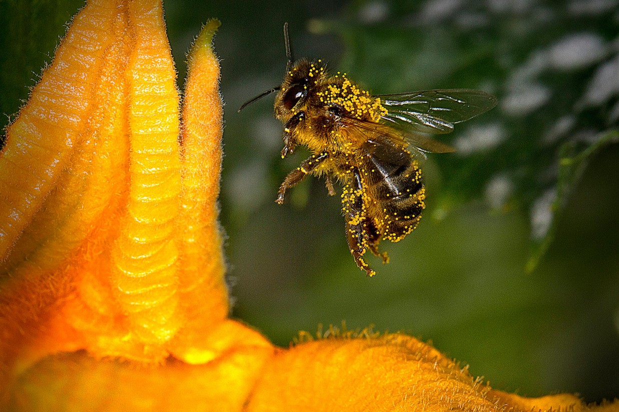 Polinización, de Antonio Navarro, ganadora de la primera edición del concurso GreenPhotoKoppert