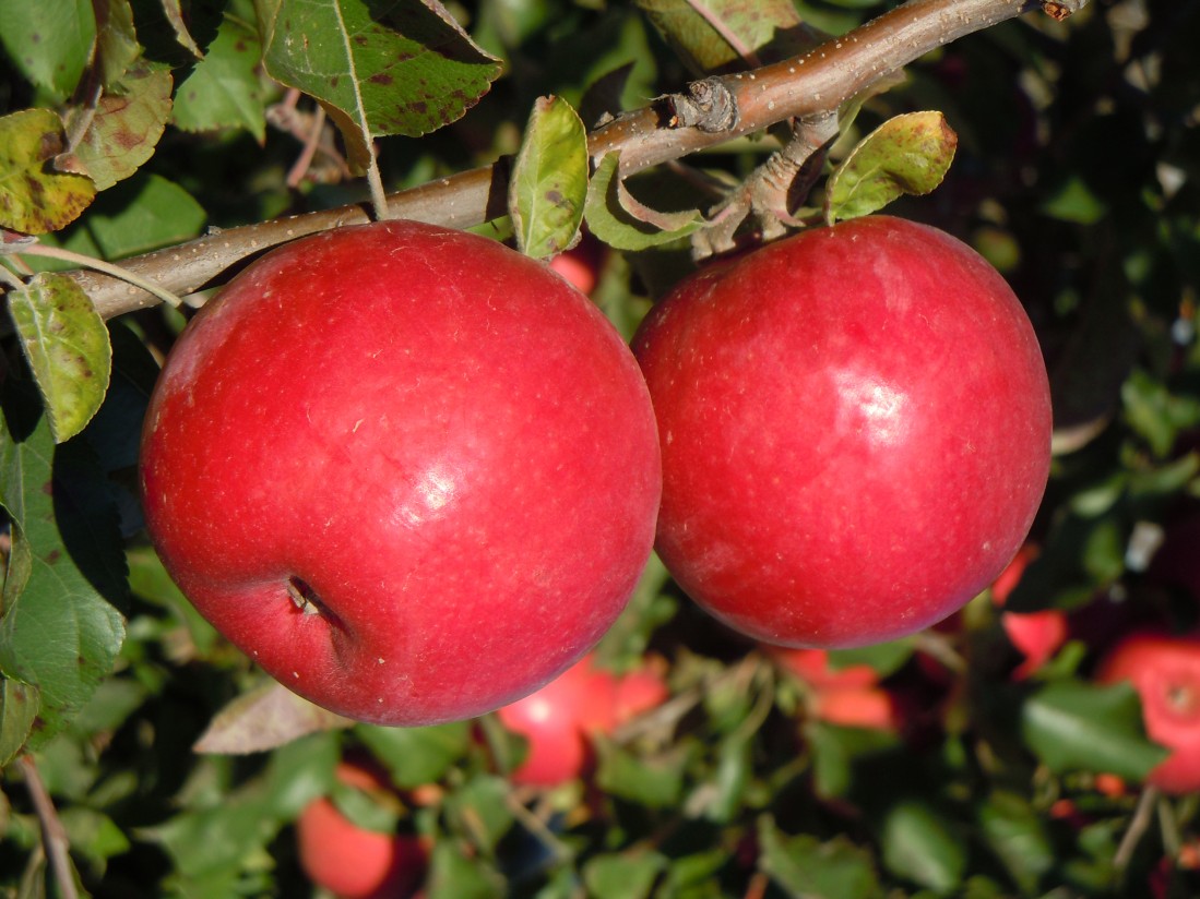 Afrucat se propone liderar el mercado nacional de la fruta de pepita