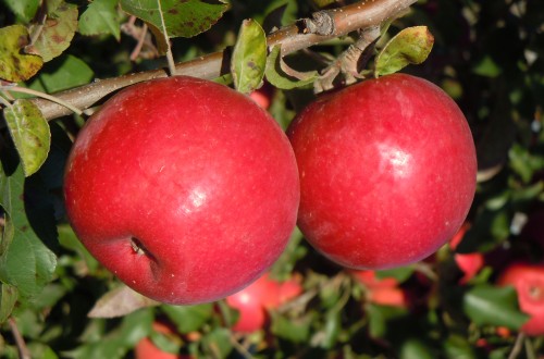 Afrucat se propone liderar el mercado nacional de la fruta de pepita