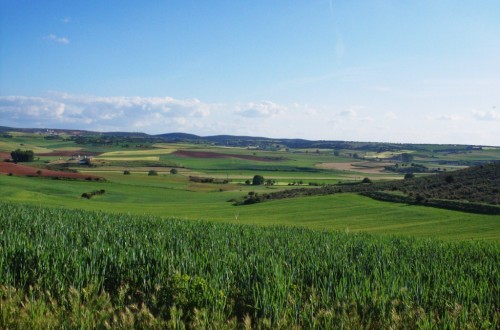Revisión a la baja de la renta agraria, que creció un 3,3% por ocupado en 2015
