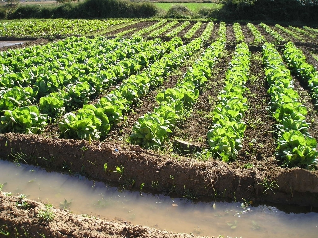 La superficie agrícola de producción ecológica creció un 3,3%, hasta 1,66 Mha en 2014