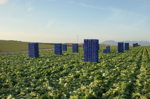 Destrucción masiva de lechugas Iceberg por el hundimiento de los precios en origen