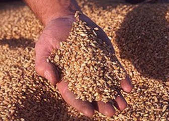 Sakata elimina los microplásticos de sus semillas recubiertas y se adelanta a la normativa europea