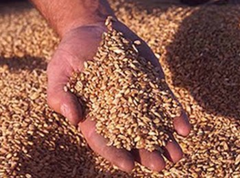 Sakata elimina los microplásticos de sus semillas recubiertas y se adelanta a la normativa europea