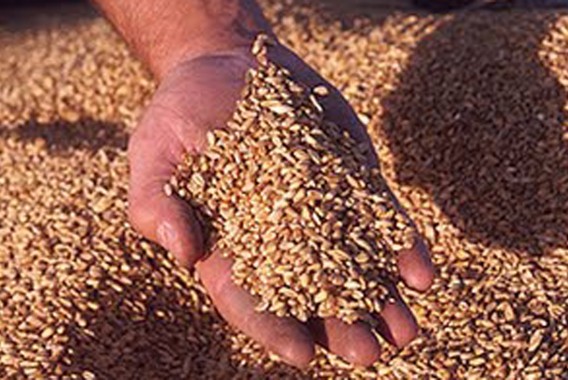 Sakata elimina los microplásticos de sus semillas recubiertas y se adelanta a la normativa europea