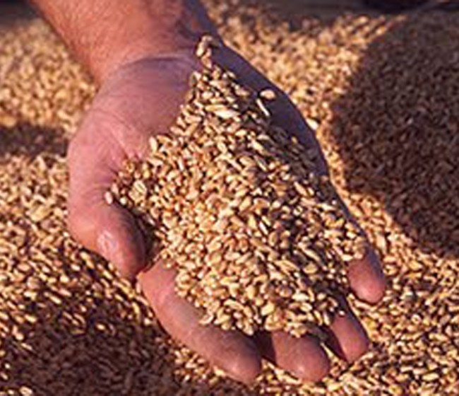 Sakata elimina los microplásticos de sus semillas recubiertas y se adelanta a la normativa europea