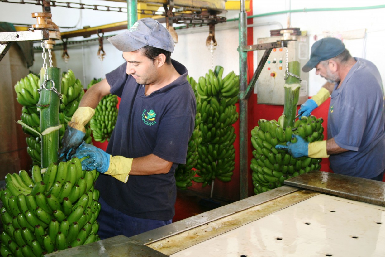 La cuota de mercado de Plátano de Canarias sube al 72%, con evolución negativa de los precios