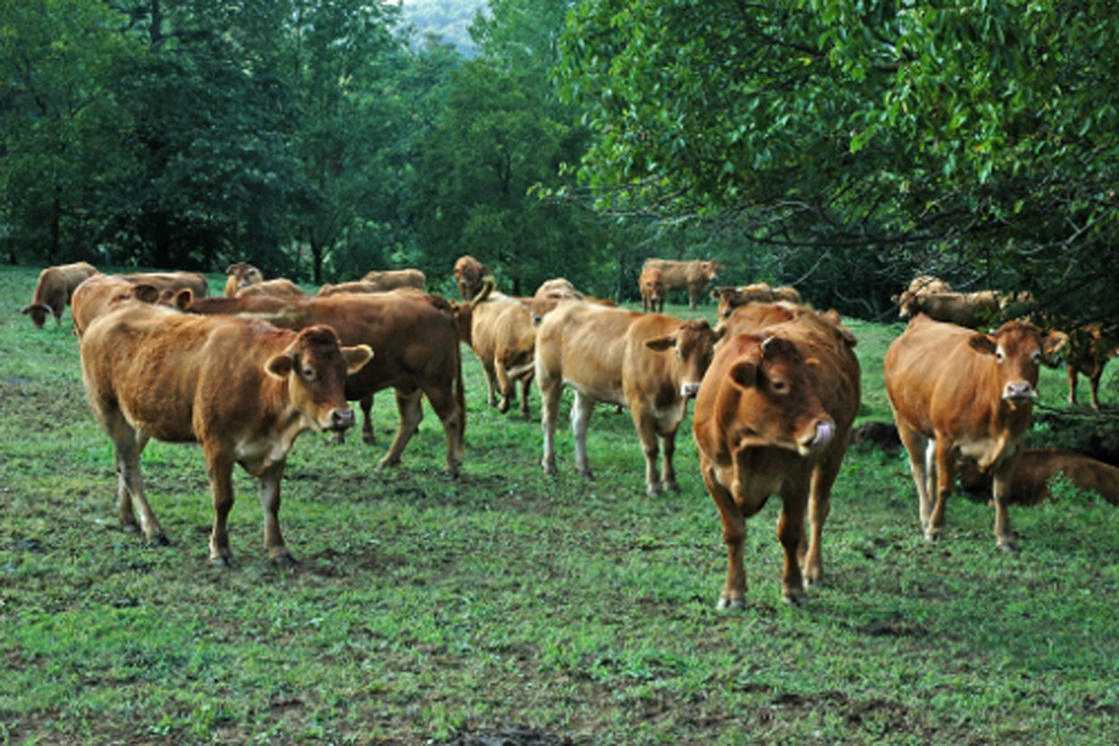 El vacuno de carne catalán y aragonés apuesta por reforzar su sanidad ante el avance de la lengua azul en Francia