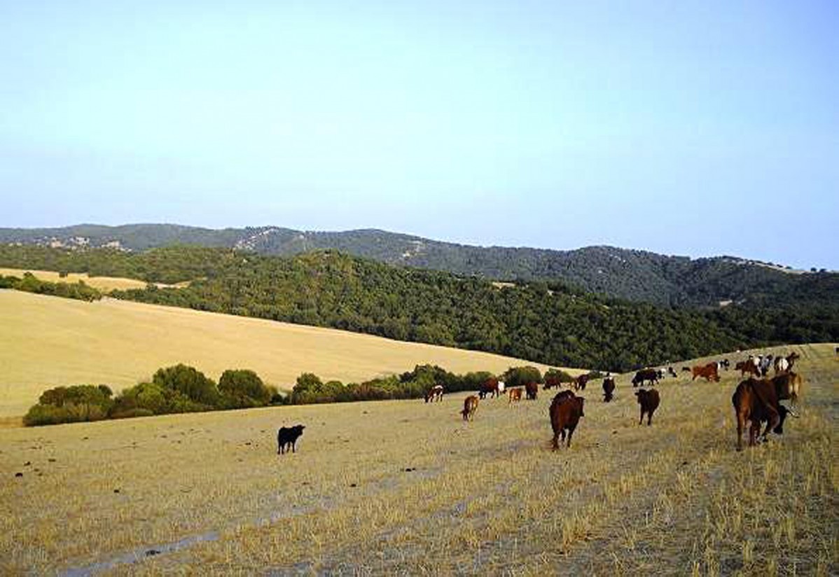 UPA Andalucía propone cambios en el seguro de sequía en pastos
