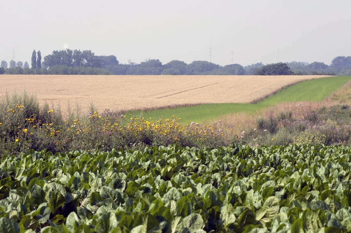 Los agricultores pueden acceder ya a la información sobre sus Derechos de Pago Básico definitivos de la PAC