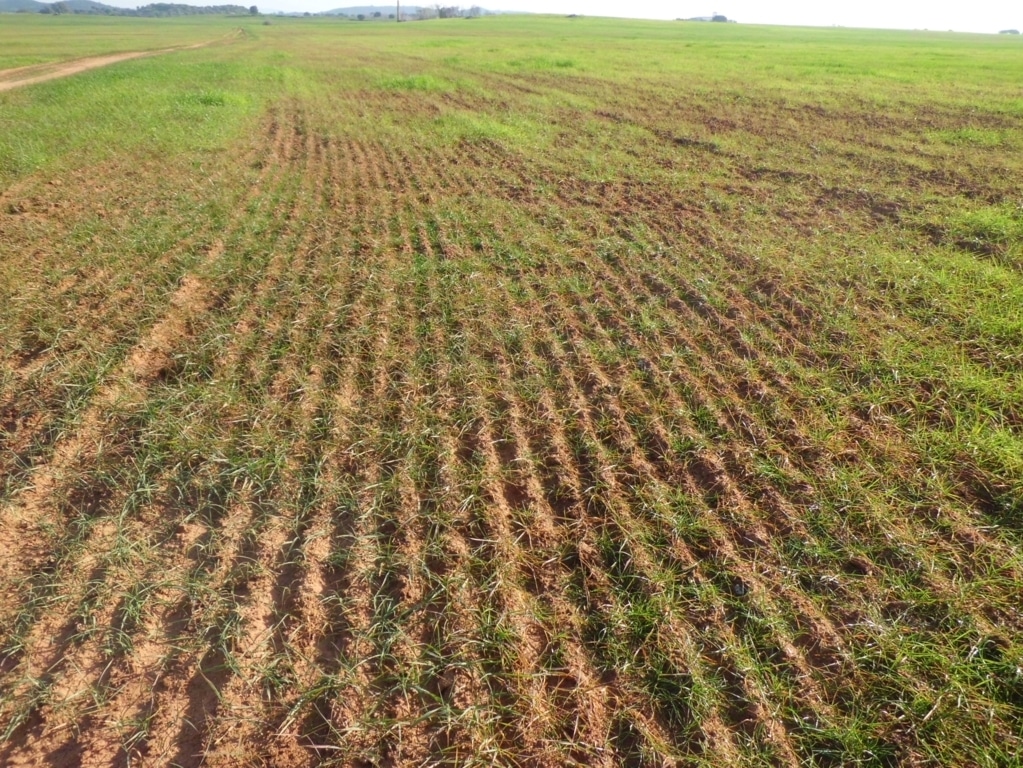 Las parcelas aseguradas y afectadas por el calor y el pedrisco, podrán aprovecharse como pasto