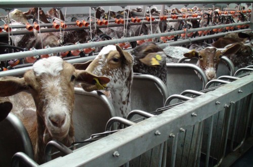InLac aprueba los nuevos Índices de Referenciación de Caprino de Leche