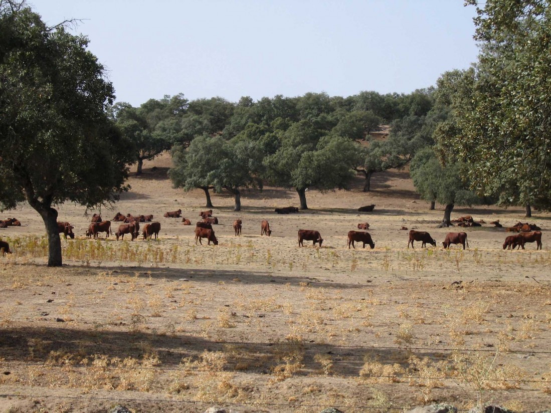 La Federación andaluza de ADSG celebra la constitución de la Mesa de Sanidad Animal