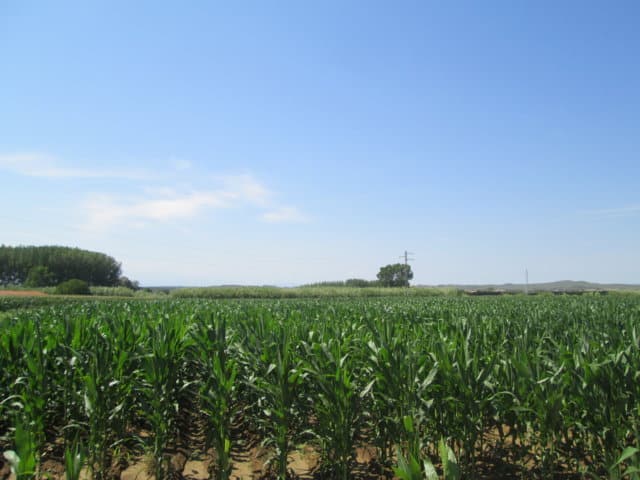 Evaluación de nuevas variedades comerciales de maíz para grano de ciclos 400, 500, 600 y 700