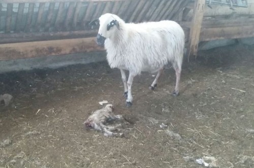 ¿Se han vuelto también los grajos aves depredadoras de ganado?