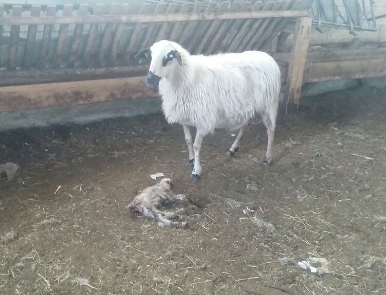 ¿Se han vuelto también los grajos aves depredadoras de ganado?