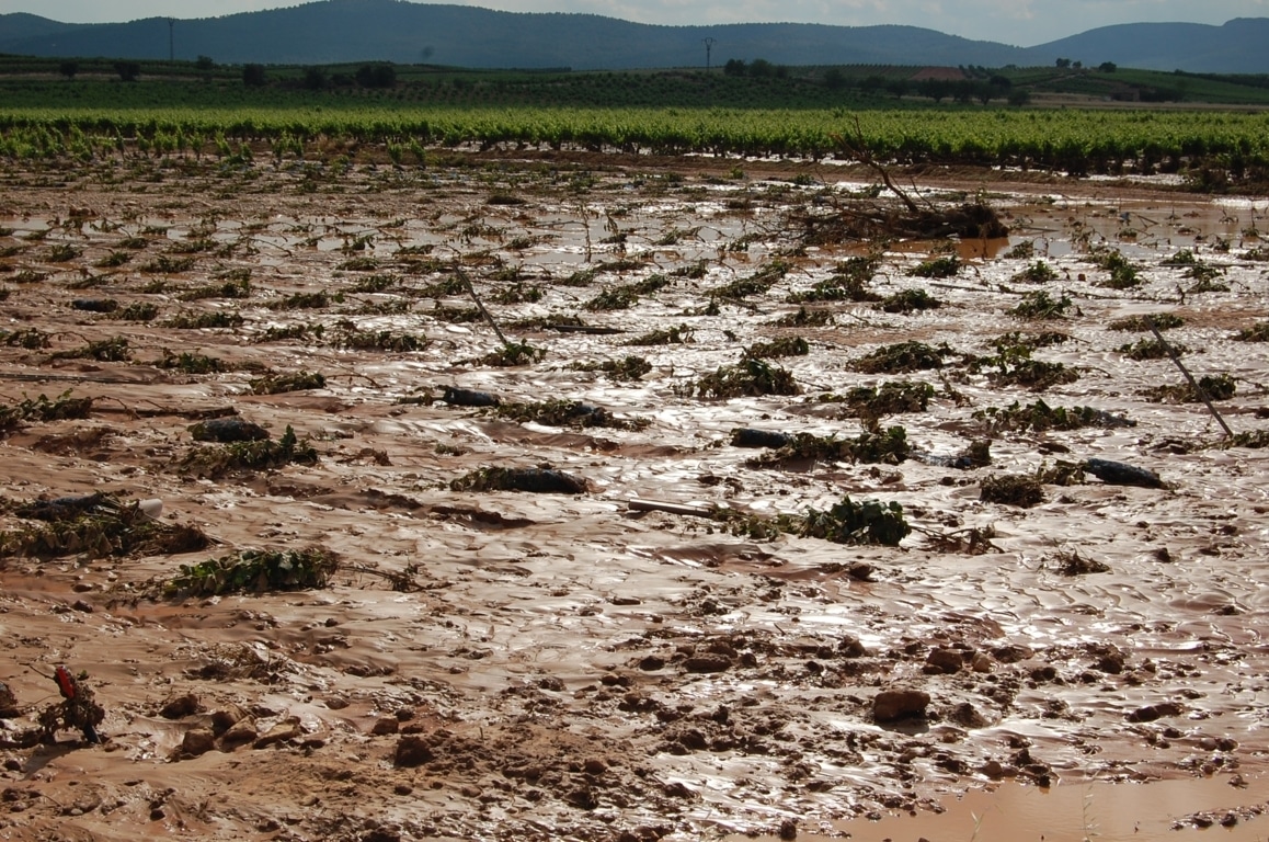 Indemnizaciones de 33 M€  por la siniestralidad en el viñedo de la última cosecha de uva