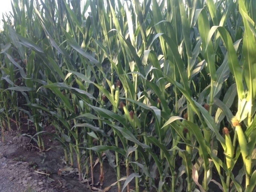 Bruselas autoriza la prohibición del cultivo OMG de maíz MON 810 en 19 Estados miembros
