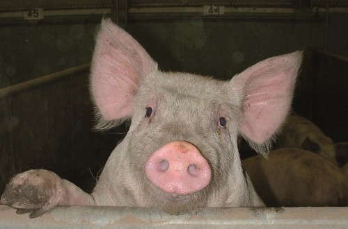 Sector porcino en España: Situación 2015 y avance 2016