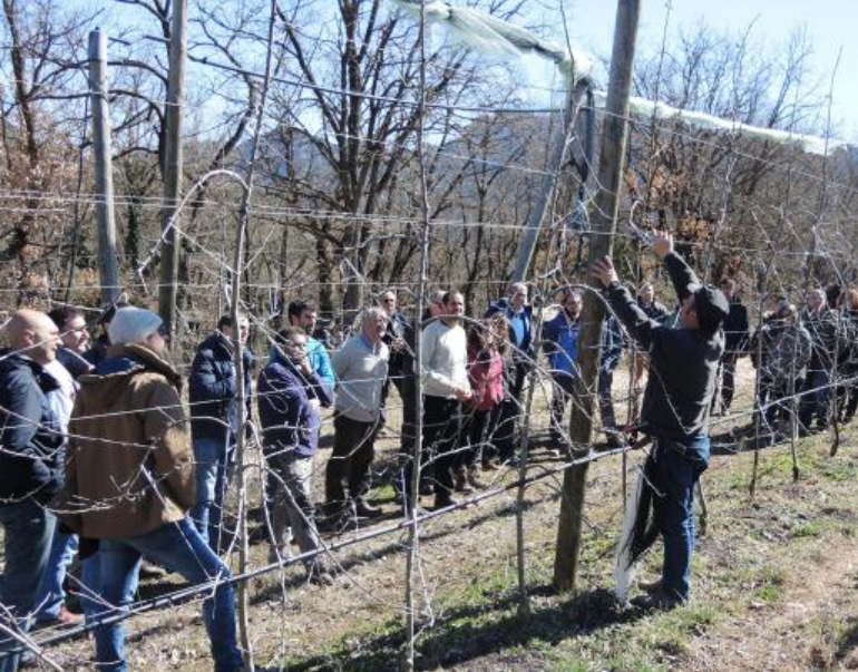 El IRTA organiza la V jornada de poda en manzana de montaña