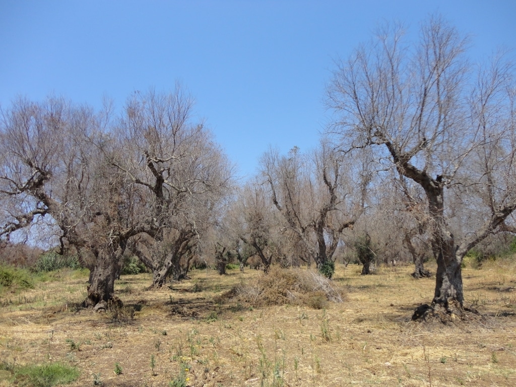 La EFSA confirma la bacteria «Xylella fastidiosa» como causante de la muerte de olivos en el Sur de Italia