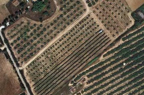 Eficiencia del riego deficitario controlado en olivar según distintos sistemas de plantación