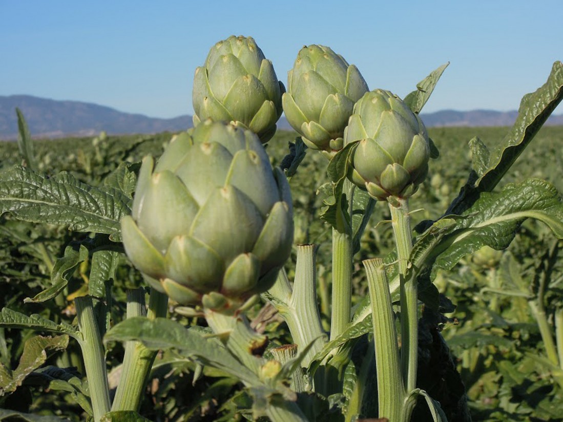 Conquistar a las zonas no productoras de España, reto de la Asociación Alcachofa de España