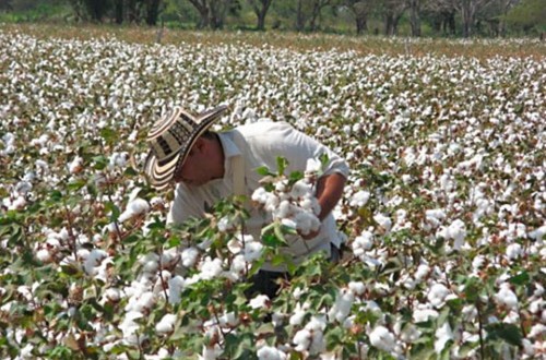 Recorte del pago específico al cultivo del algodón por superación de la superficie básica nacional