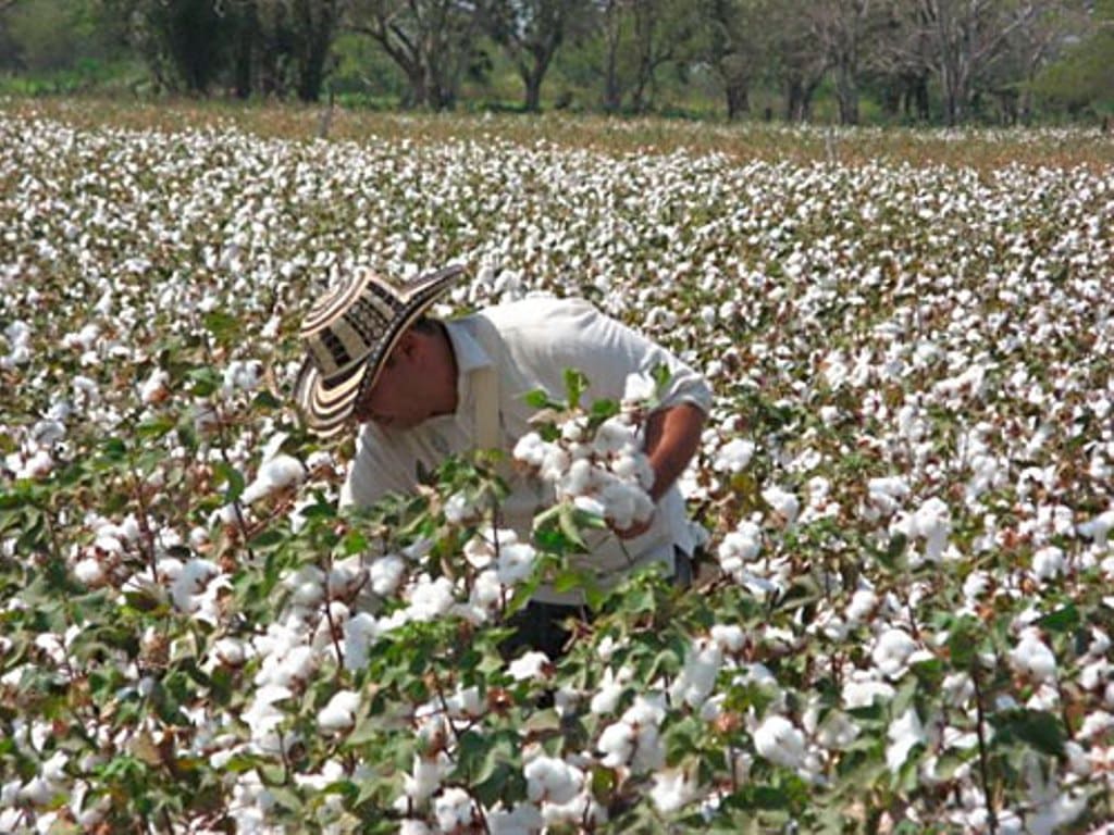 Recorte del pago específico al cultivo del algodón por superación de la superficie básica nacional