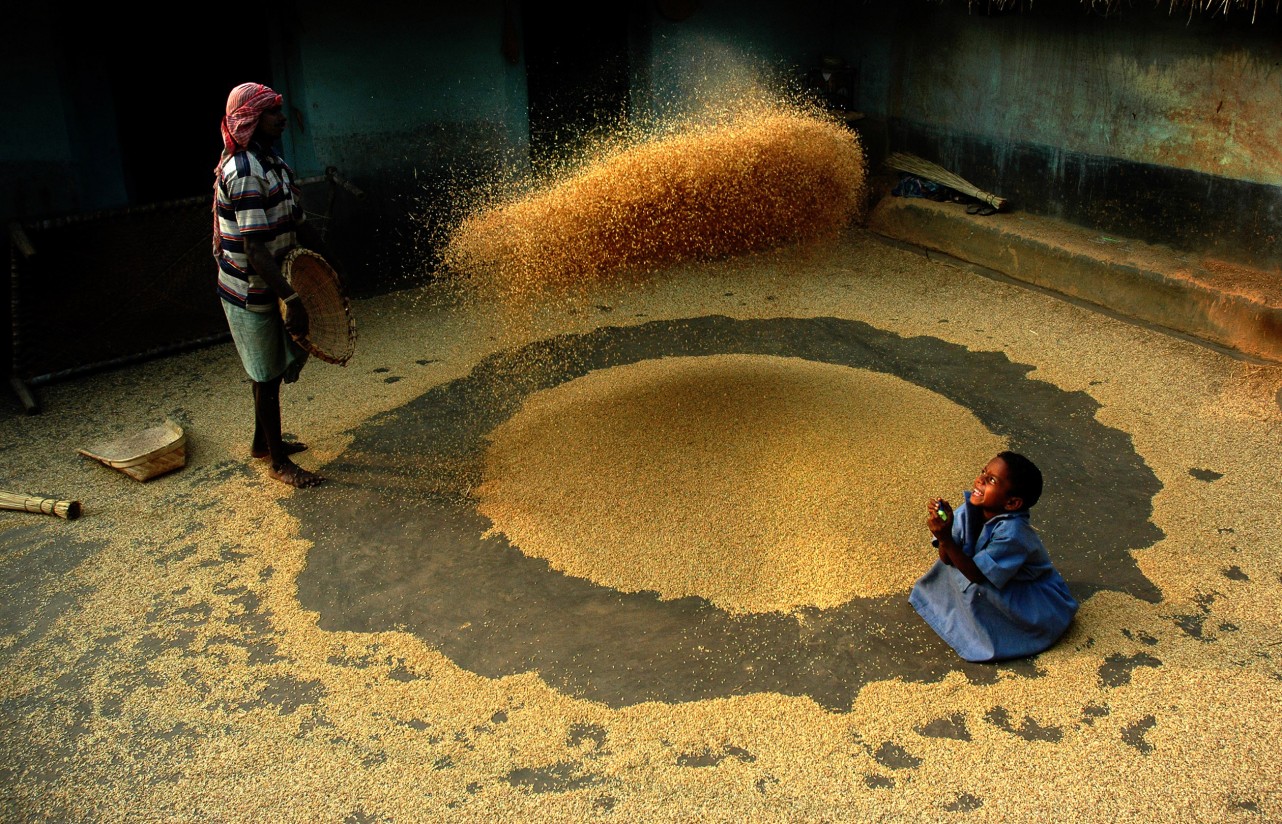 El cambio climático en la agricultura puede provocar más de medio millón de muertes, según un estudio