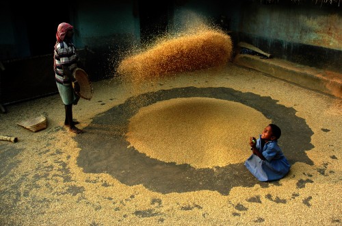 El cambio climático en la agricultura puede provocar más de medio millón de muertes, según un estudio