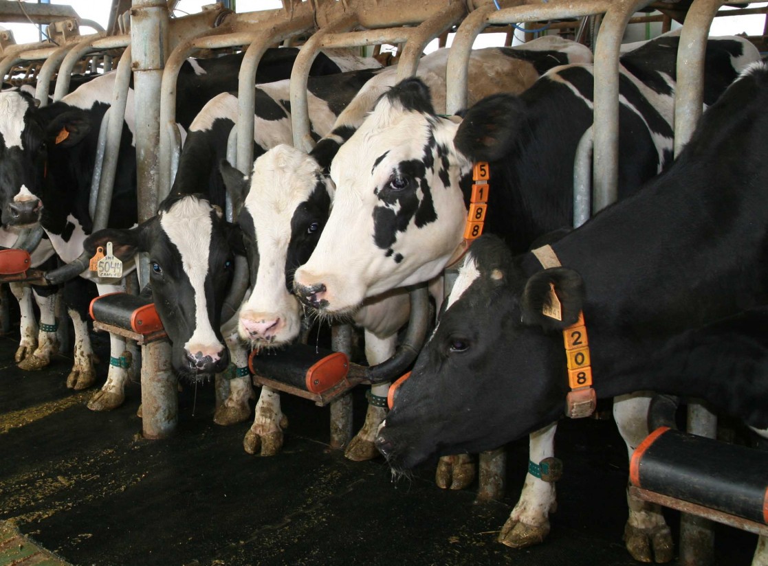 Bayer organiza una jornada para analizar la situación del sector vacuno de leche