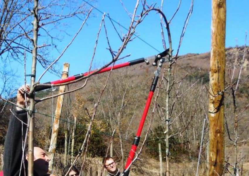 IV Jornada de poda en manzana de montaña en San Lorenzo de Morunys