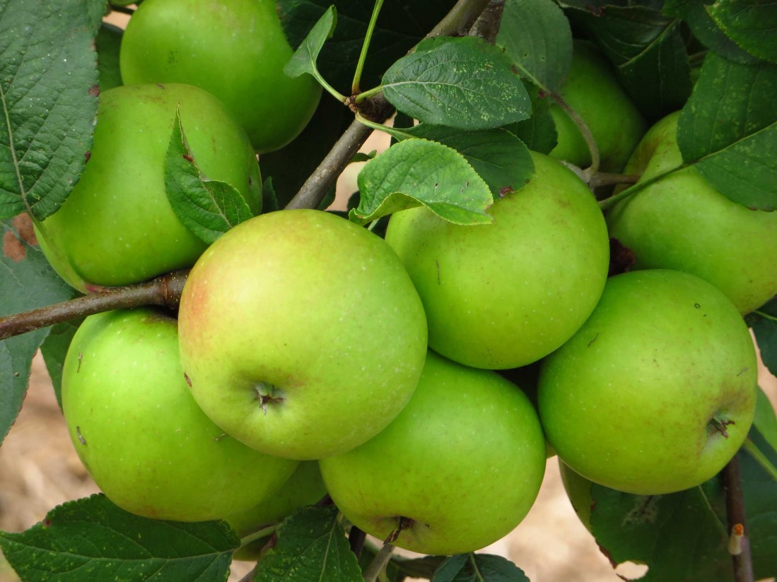 Caen las existencias totales de manzanas y peras en Cataluña