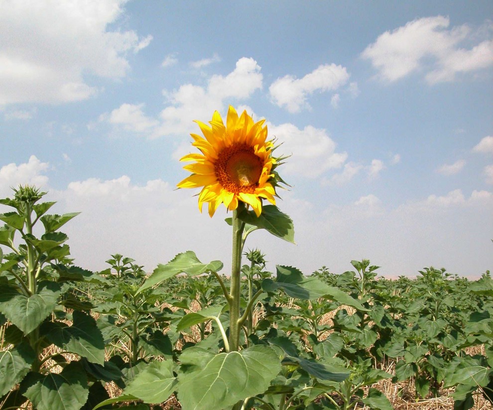 Una primavera con temperaturas más altas en todo el país y precipitaciones inferiores a la media