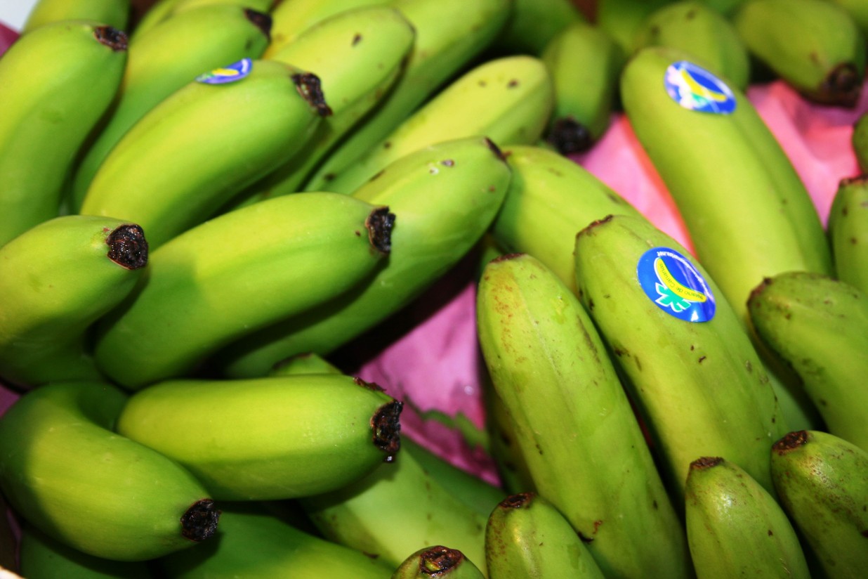 La venta de Plátano de Canarias en la Península se incrementa un 25% en tres meses