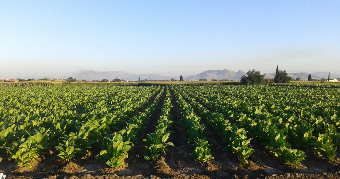 Productores y cooperativas granadinas defienden el cultivo del tabaco frente al recorte planteado por Cetarsa